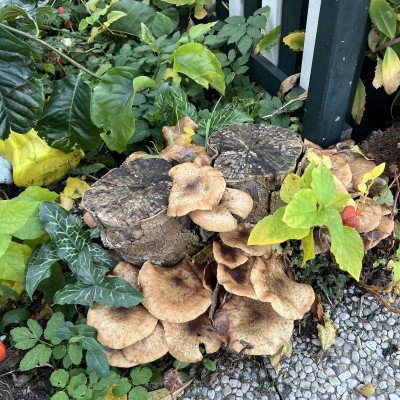 Herfst
