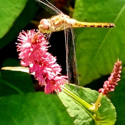 Libelle in de zon