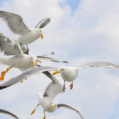 Samen overvaren naar Texel