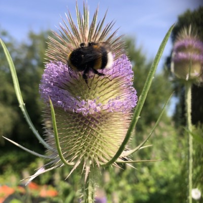 Hommel op zoek naar nactar