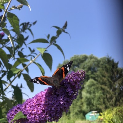 Vlinderplezier