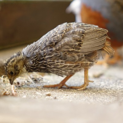 Schattige kwartel jonkie