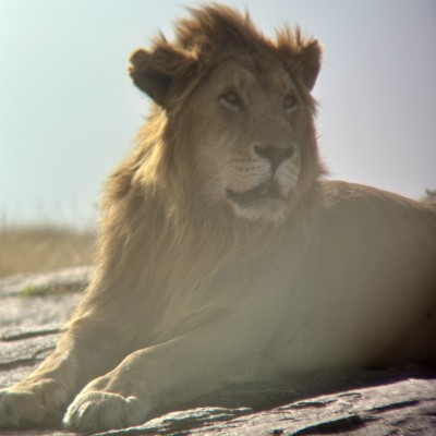 Safari 🦁