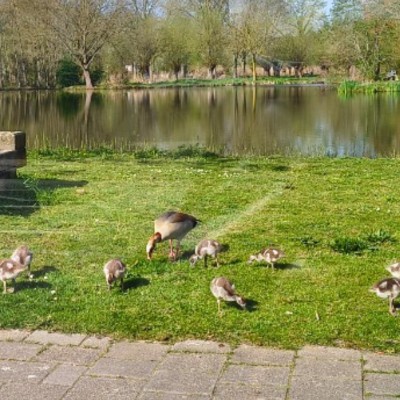 De familie Gans.