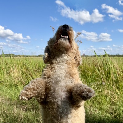Elke dag naar het bos met Billy.