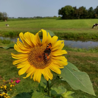 Een zonnig plaatje