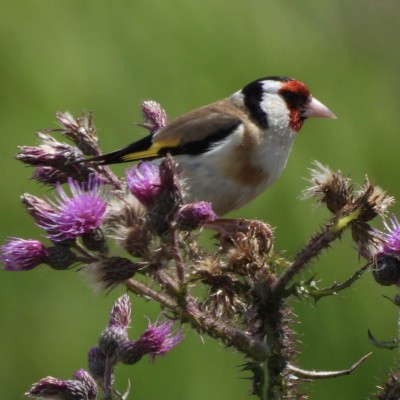 Distelvink