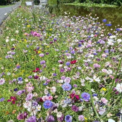 Bloemenpracht