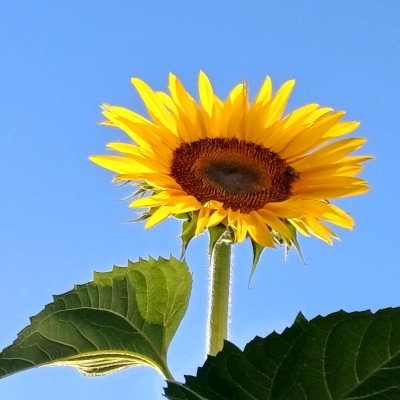 Hoge bloemen vangen veel wind