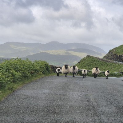 Schapen in Ierland