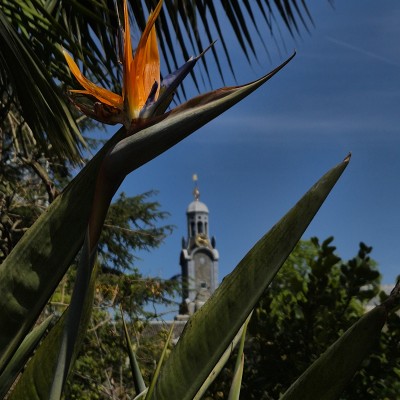 De Leidse jungle
