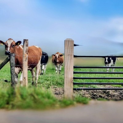 Mooie lieve Koeien, zullen ons voor altijd blijven boeien...!