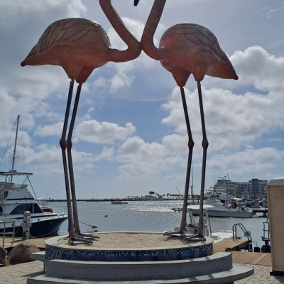 Flamingo's op Aruba