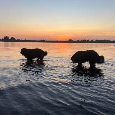 Onze Berners met de ondergaande zon