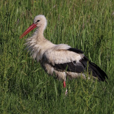 Gewoon in de alblasserwaard