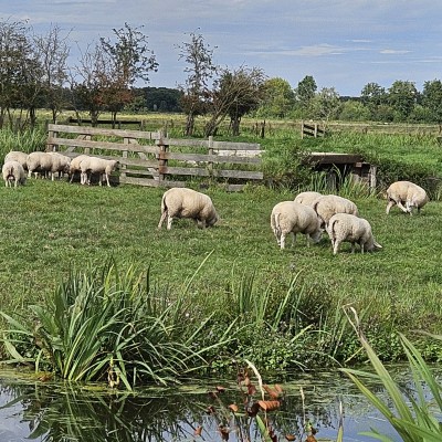 Schapen in de Gouderakse polder