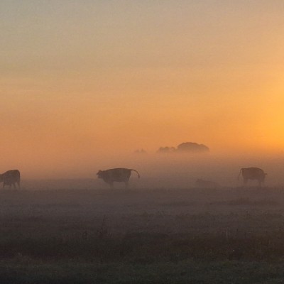 Zonsopgang in de nevel