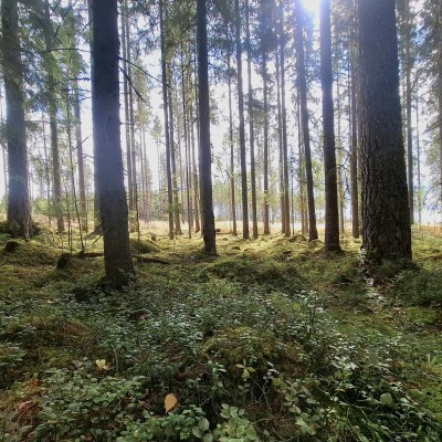 Wandeling in langlaufgebied
