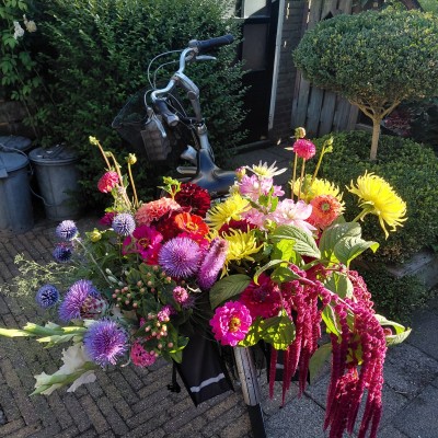 Zomerbloemenpracht van de volkstuin