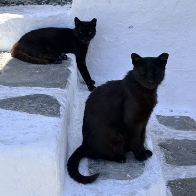 Ook katten zoeken de schaduw op