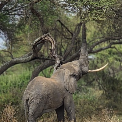 Safari Jeep tocht door Tarangire national park Tanzania