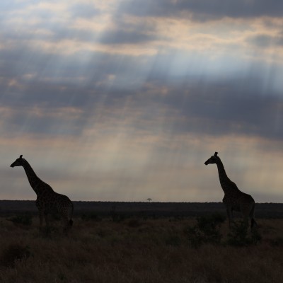 Het Ritme van Afrika