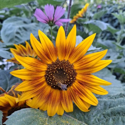 Zomer in eigen tuin!
