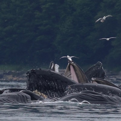 Bubblenet feeding door walvissen in Alaska