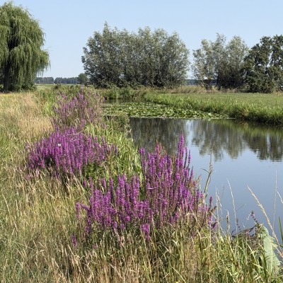 Mooi plaatje in de polder!