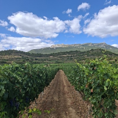 Wijngaarden in de Rioja