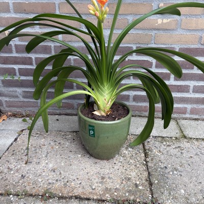 Zonnige Clivia in zomerbloei