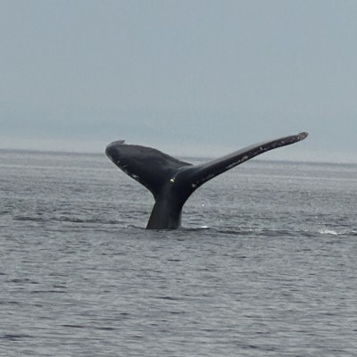 Whale
