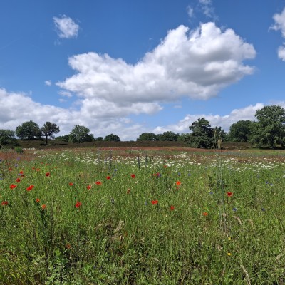 Nationaalpark De Maasduinen