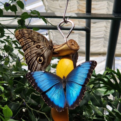 Vlindertuin