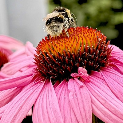 Hommel haalt het beste uit de zomer