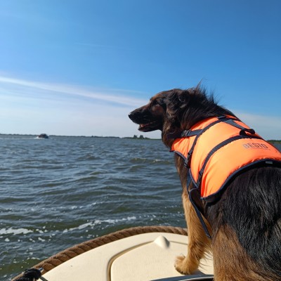 Zeehond