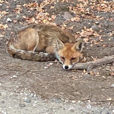 Op de Veluwe