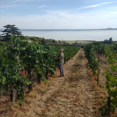 Wijngaard aan het Balatonmeer Hongerije