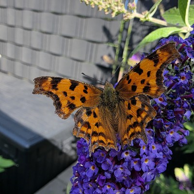 Vlinder