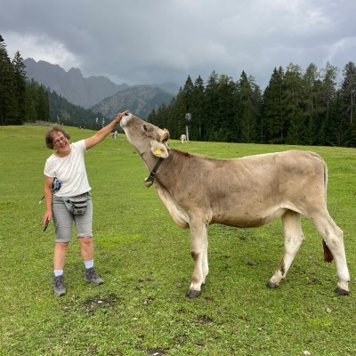 Koeien spotten in Oostenrijk