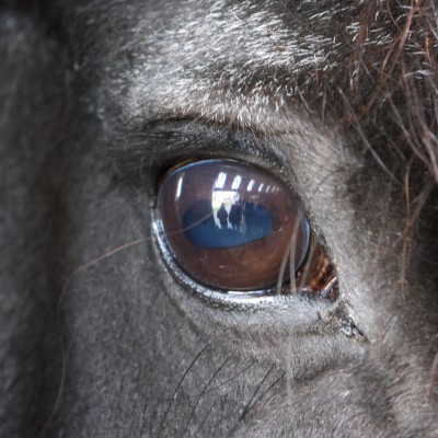 Door het oog van het paard