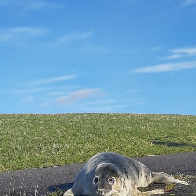 Opwarmen op Terschelling