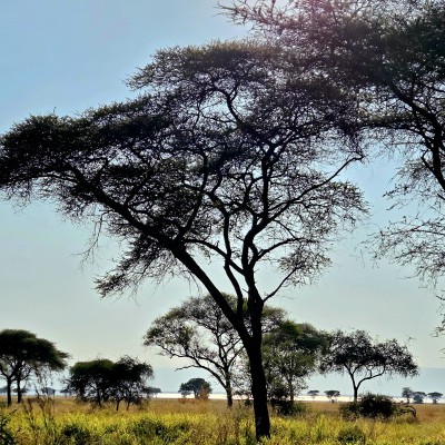 Tarangire national park