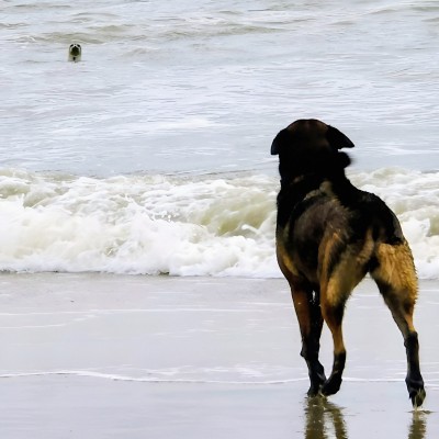 2 zeehondjes