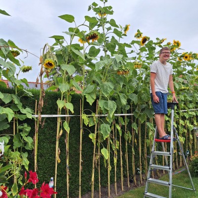 Superzonnebloemen