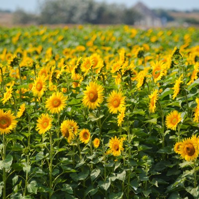Zonnige zomer