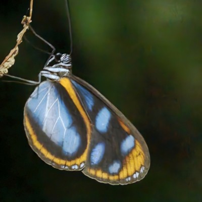 Oog in oog met een vlinder