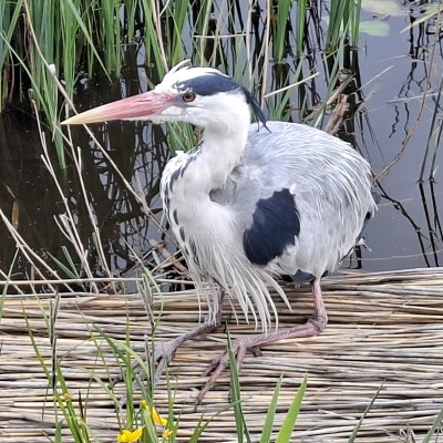 Rustende reiger in knielstand