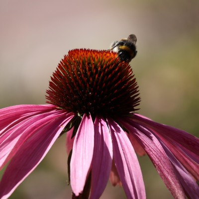 Een hommel op een rode zonnehoed