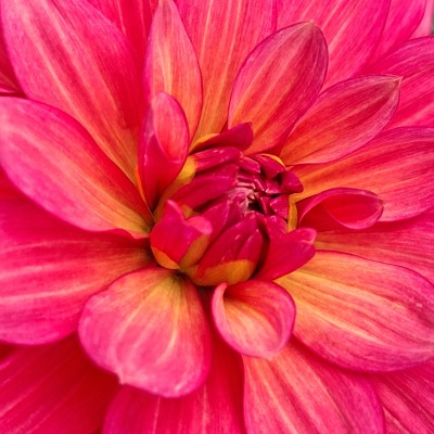 Bloem binnenin